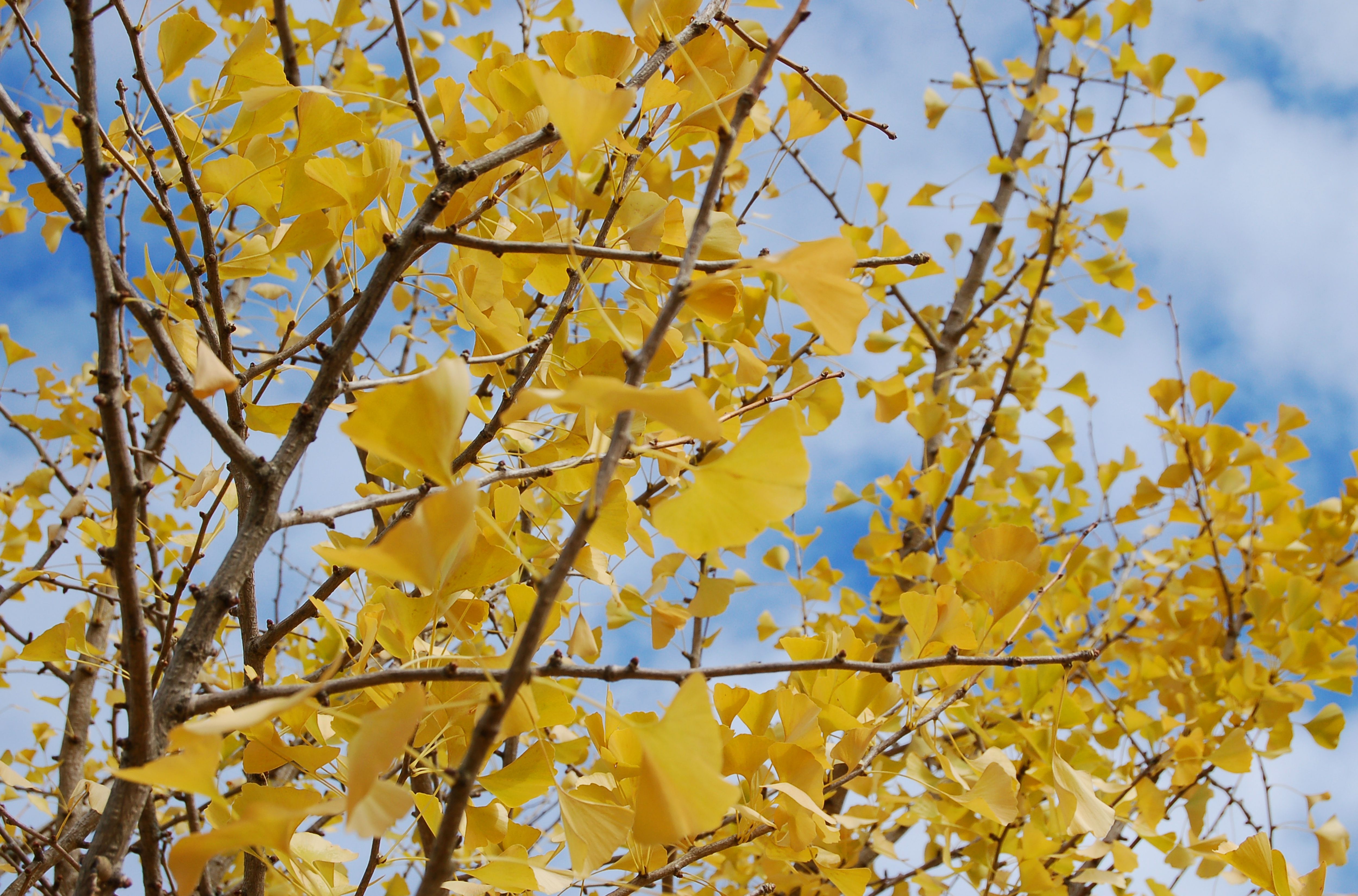 Ginkgo Biloba Trees: Good Fall Foliage Choice