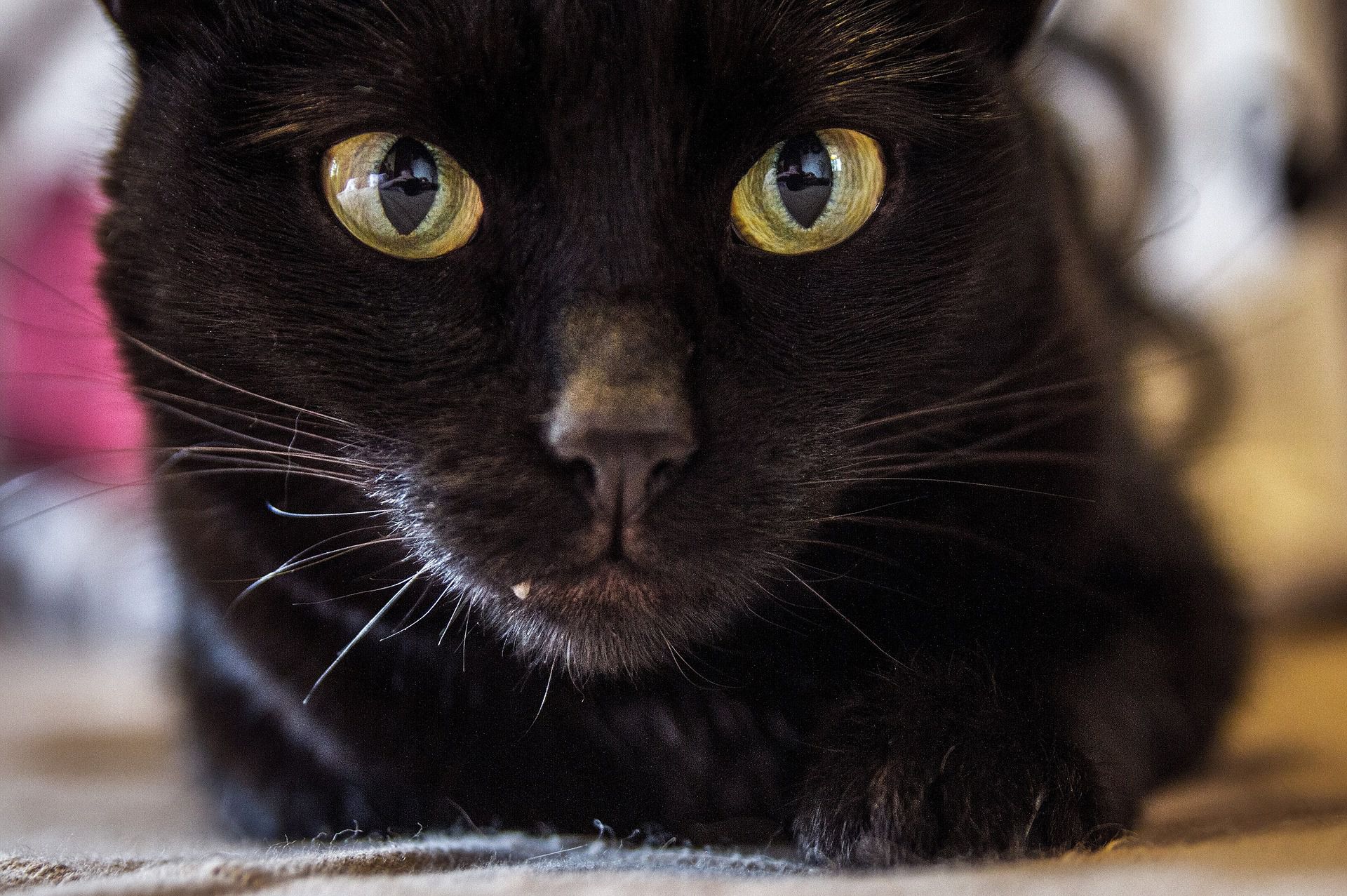 5 Fascinating Facts About Black Cats 0B1