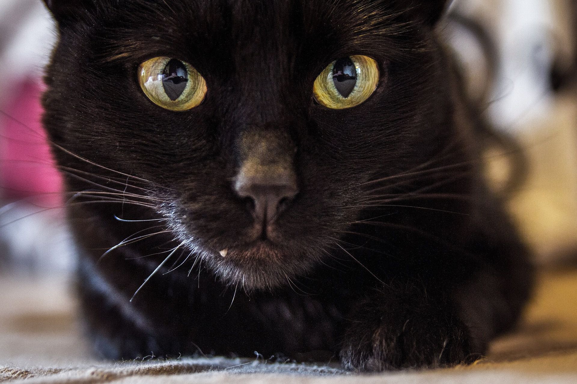 5-fascinating-facts-about-black-cats