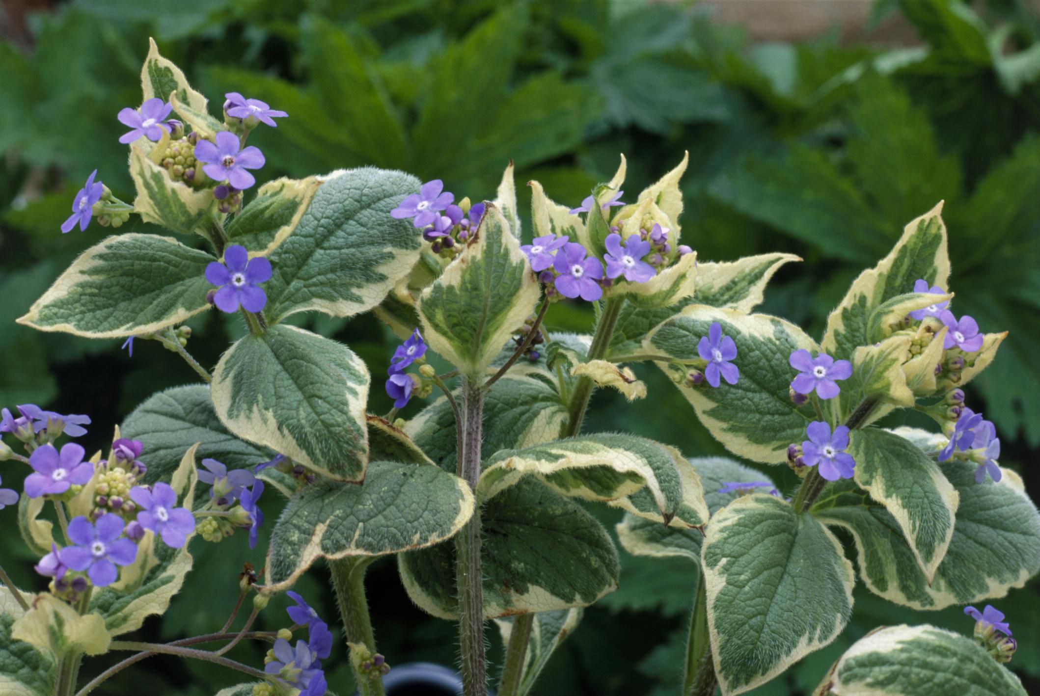 Brunnera Growing and Caring for False