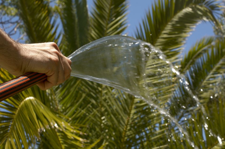 11 Fascinating Facts About Palm Trees