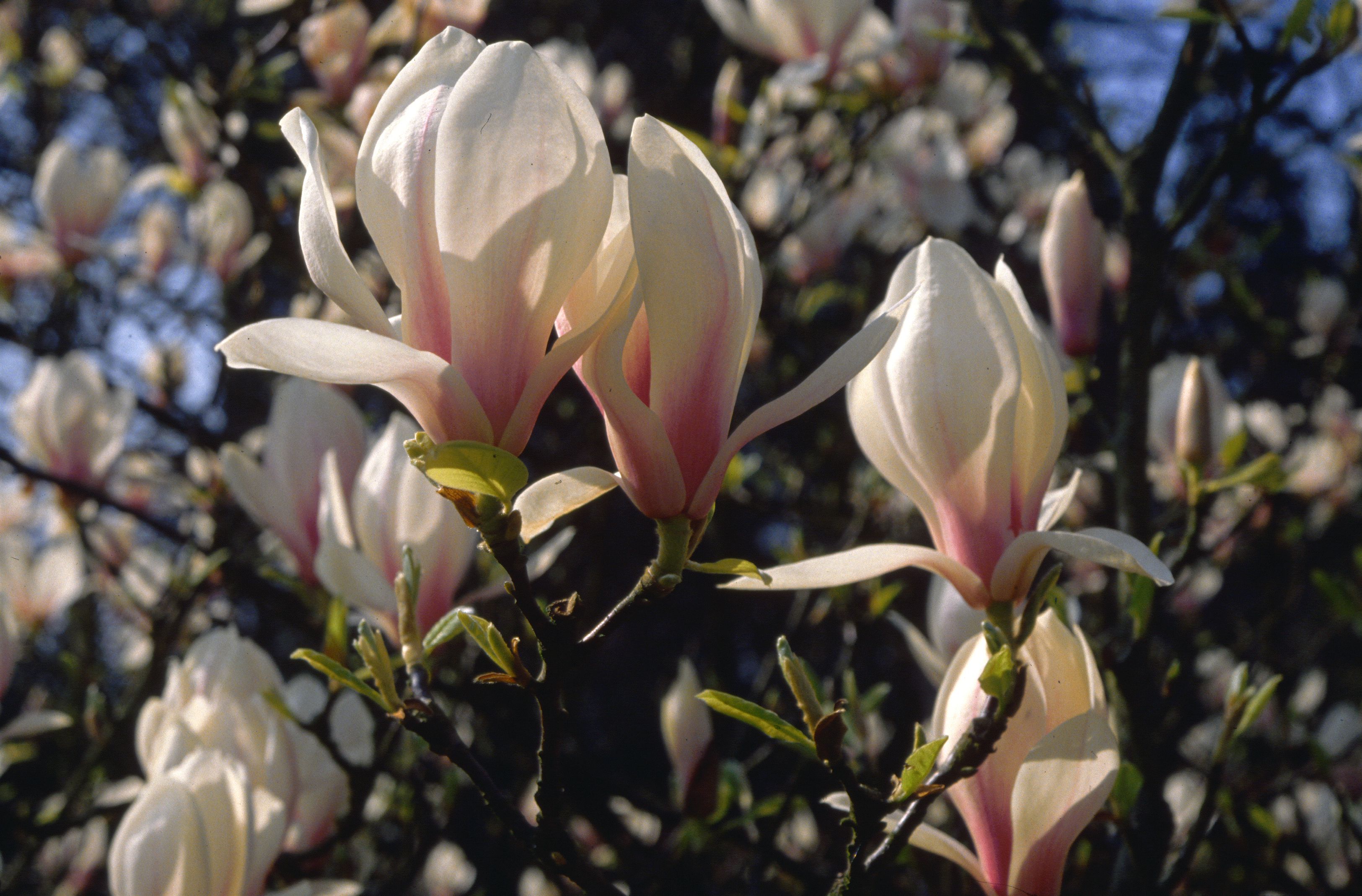 Japanese Magnolia   Tulip Tree Images Gallery