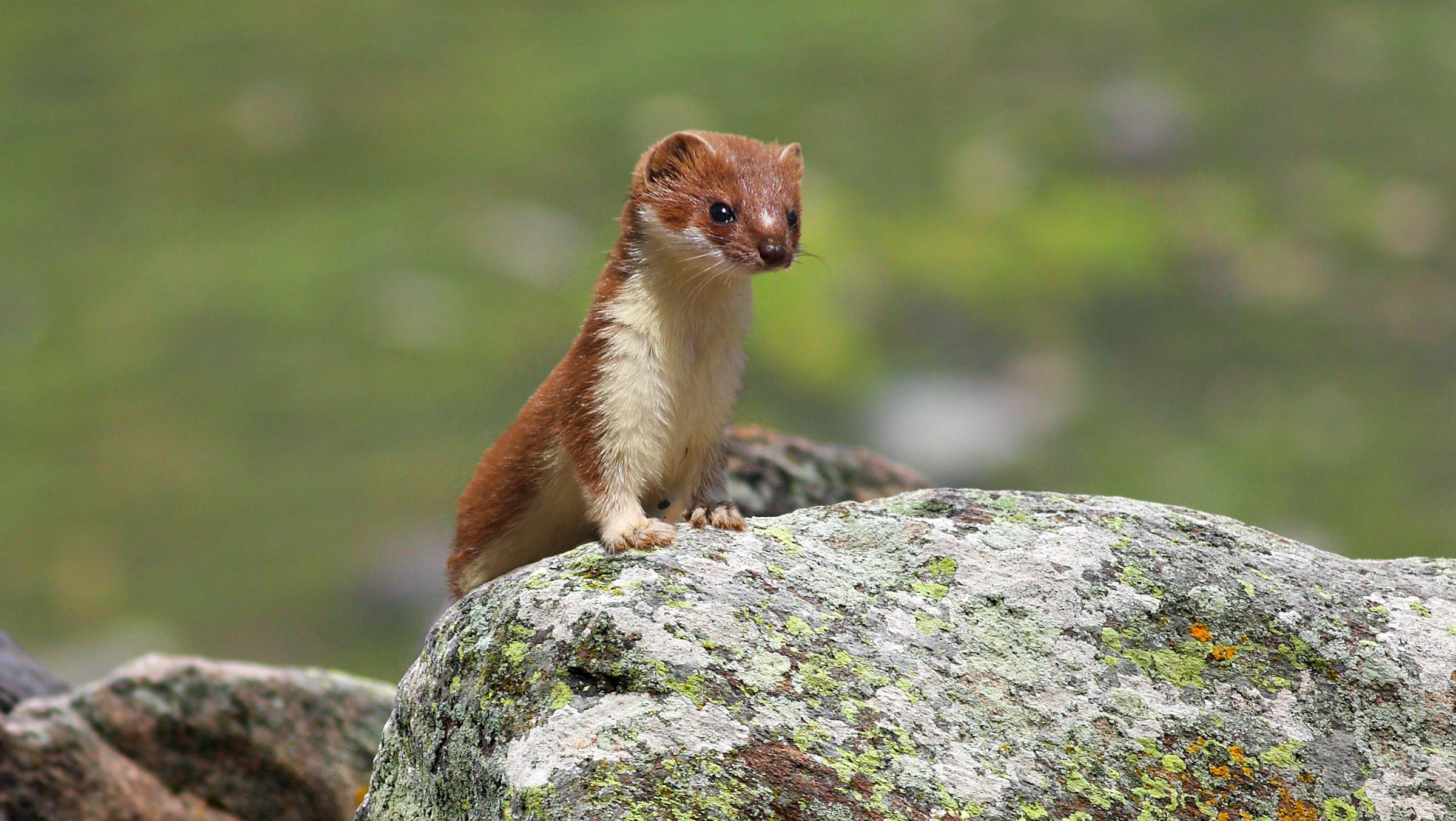 What Does Weasel Words Mean In English