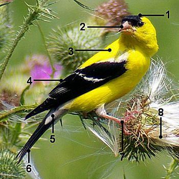House Sparrow Identification Diagrams