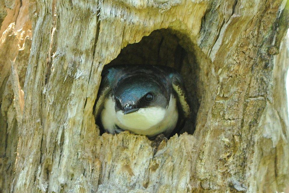 Cavity-Nesting Definition - Bird Nests and Reproduction