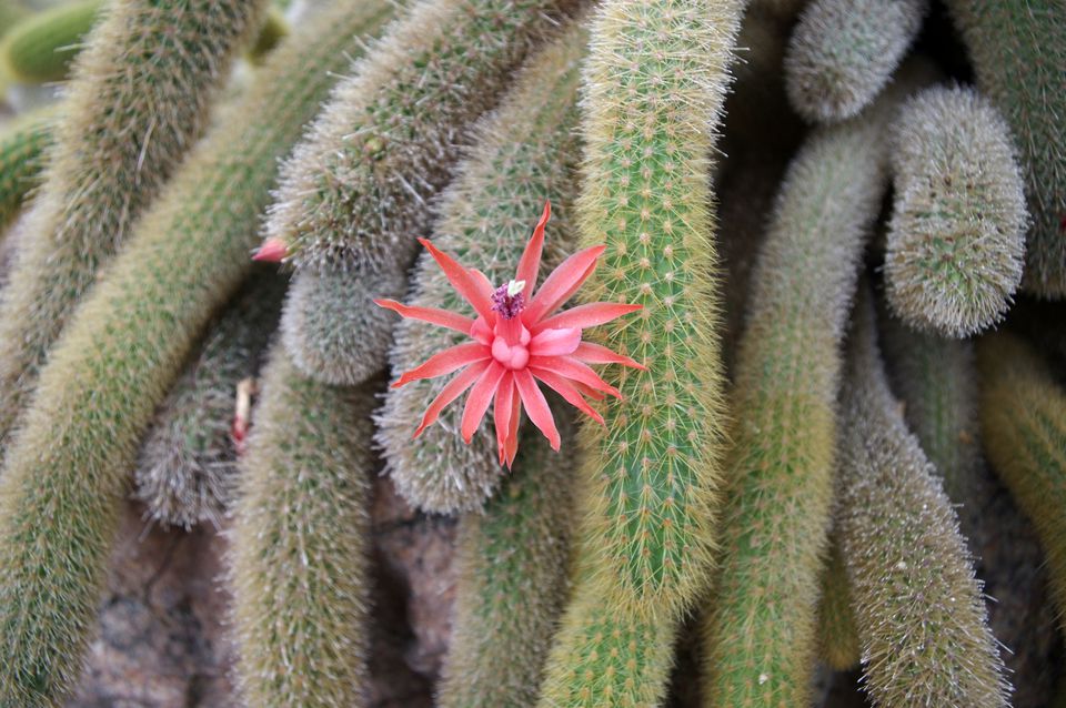 The Best Types of Cactus to Grow in Your Garden