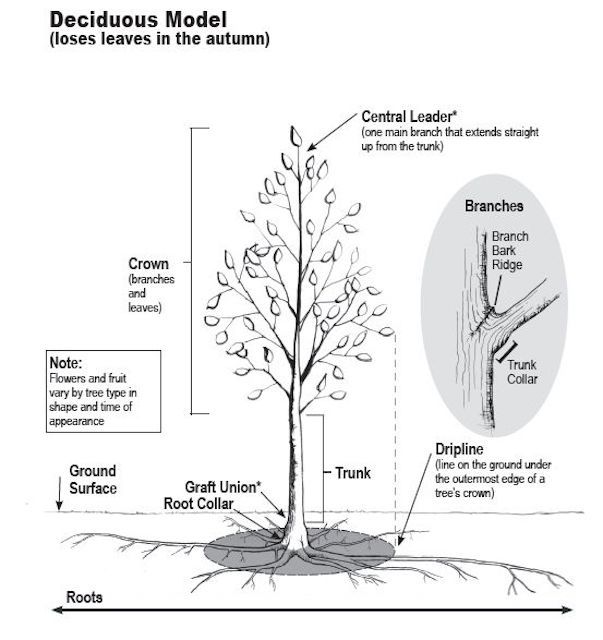 A Quick Lesson on How a Tree Grows