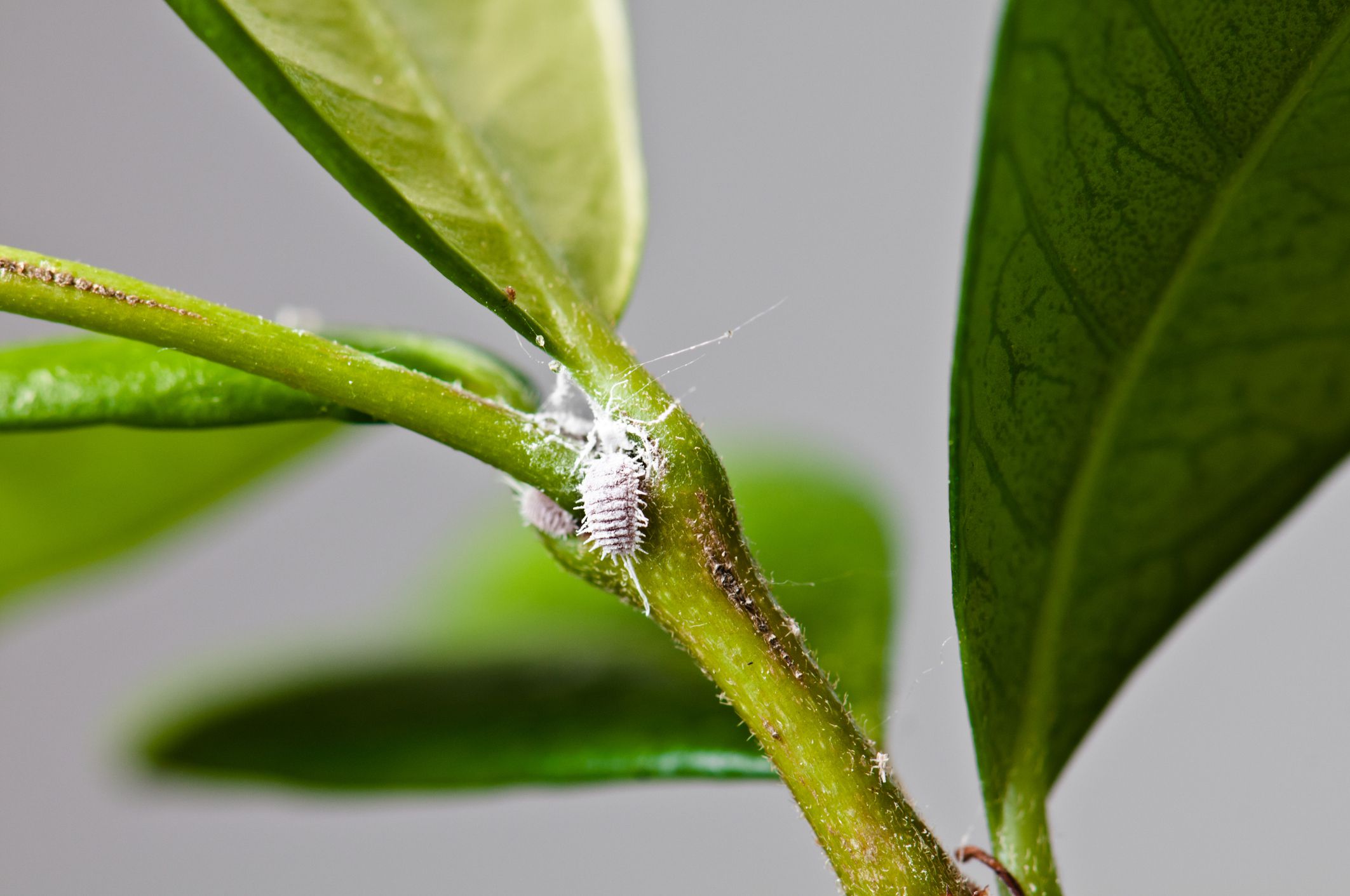 How to Control Mealybug Infestation