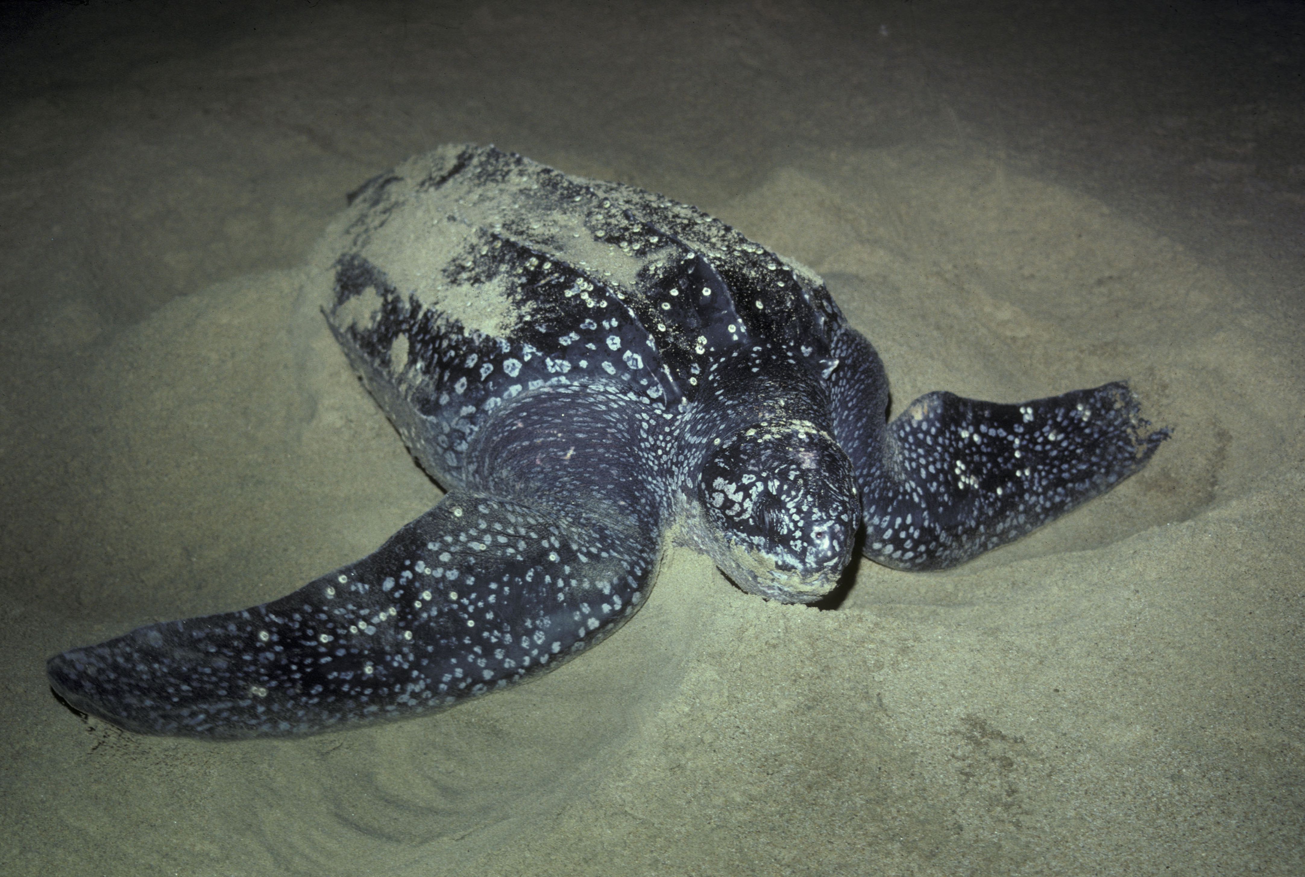 the-7-species-of-sea-turtles