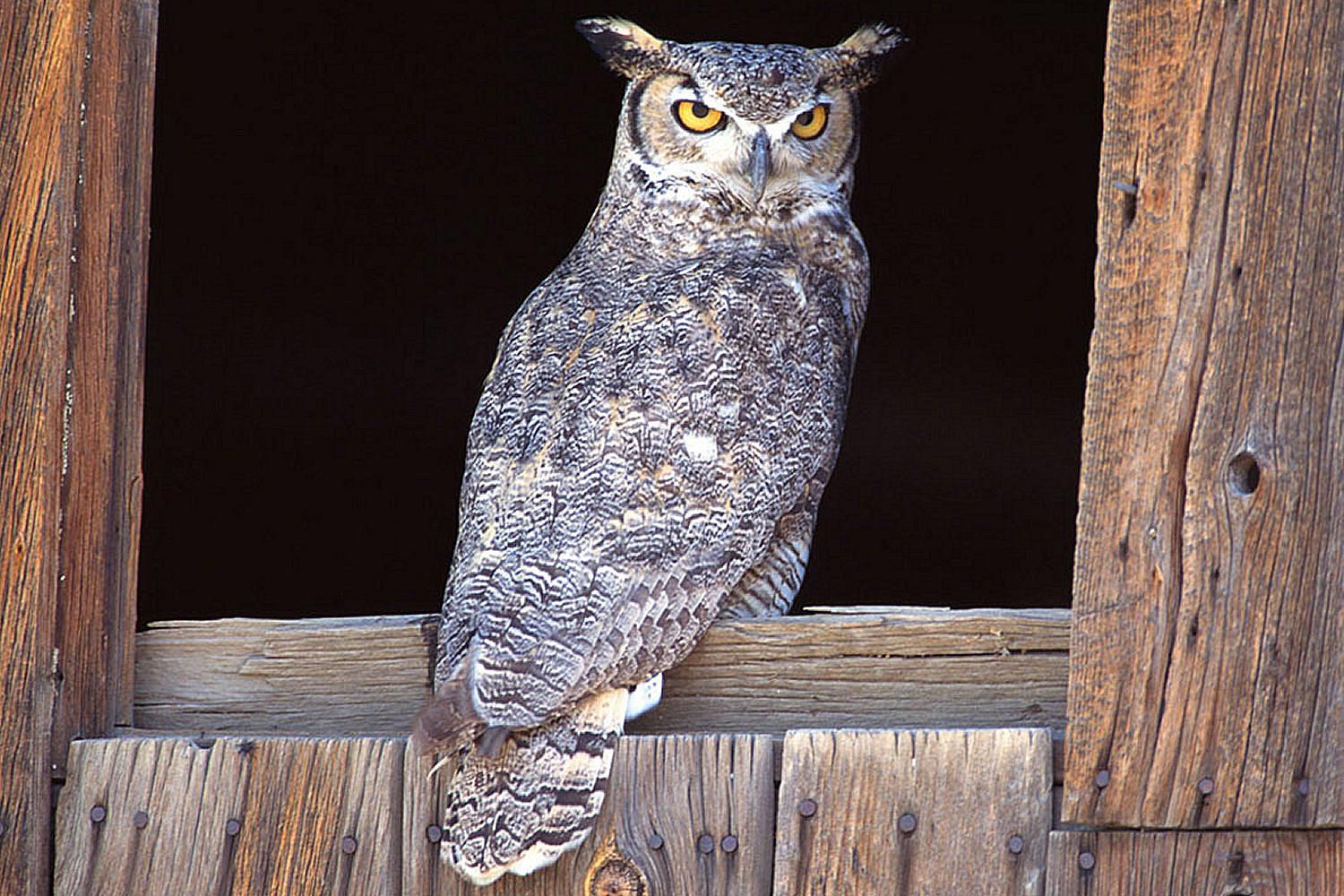 what-is-an-owl-owl-characteristics