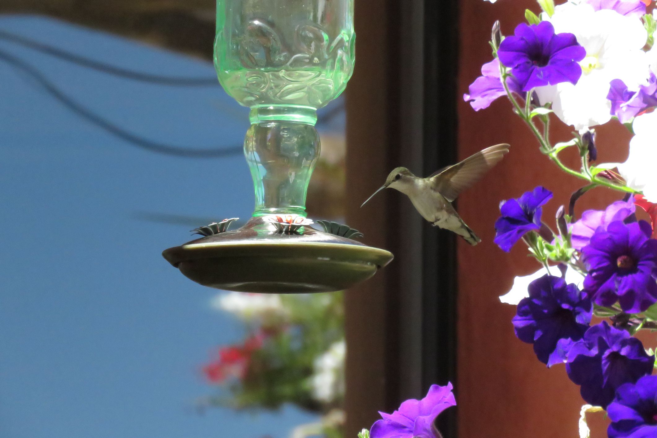 Where to Hang Hummingbirds Feeders