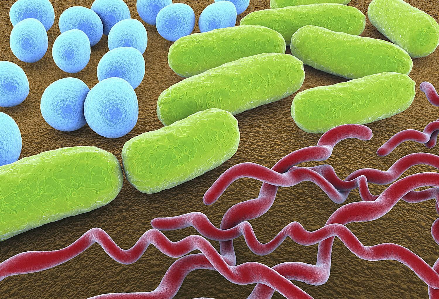 Bacteria Shapes