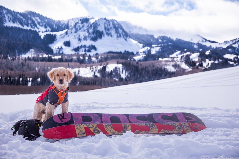 https://fthmb.tqn.com/MLWdhnZDcXPQzfIh7XswORPLEKU=/960x0/filters:no_upscale()/puppy-snowboarder-59f879a4aad52b00101a67e9.jpg