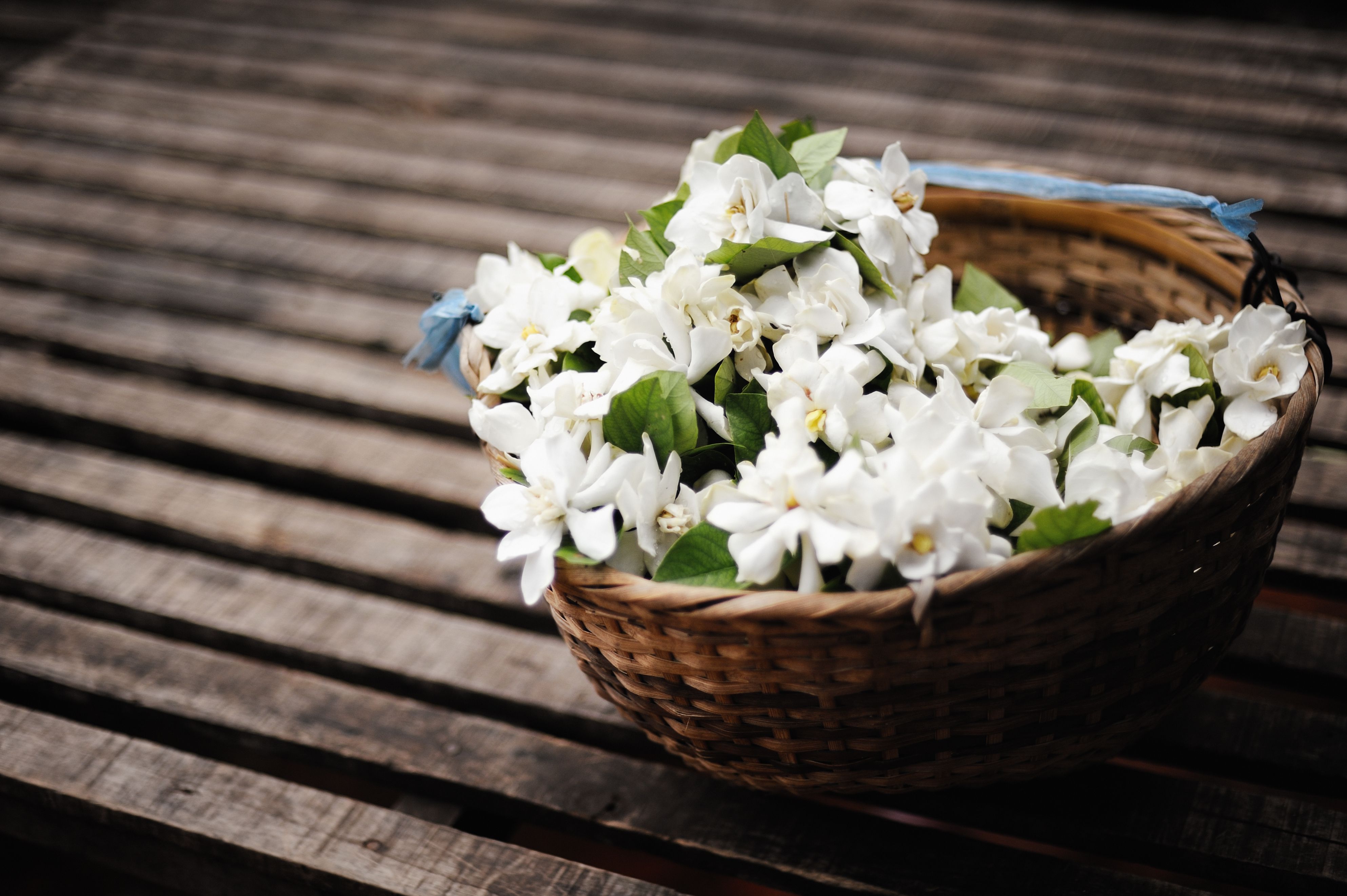 Health Benefits and Uses of Jasmine Oil