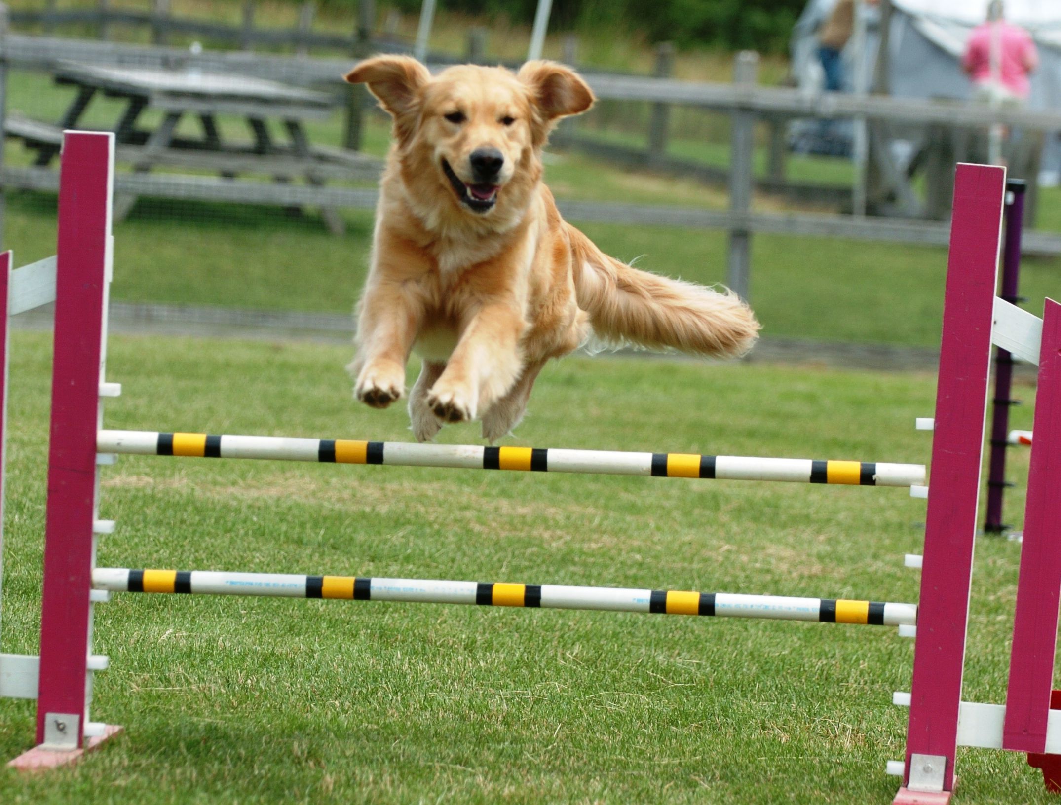 Advice on Agility Training for Dogs