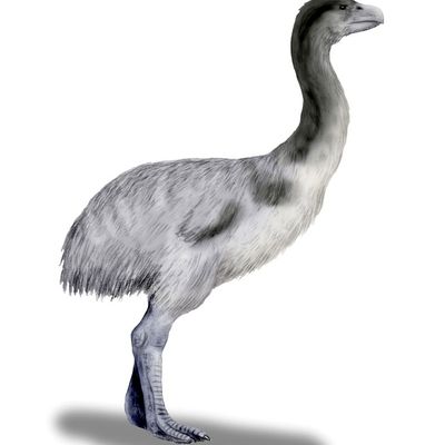 Giant Moa (Dinornis) - Facts and Figures