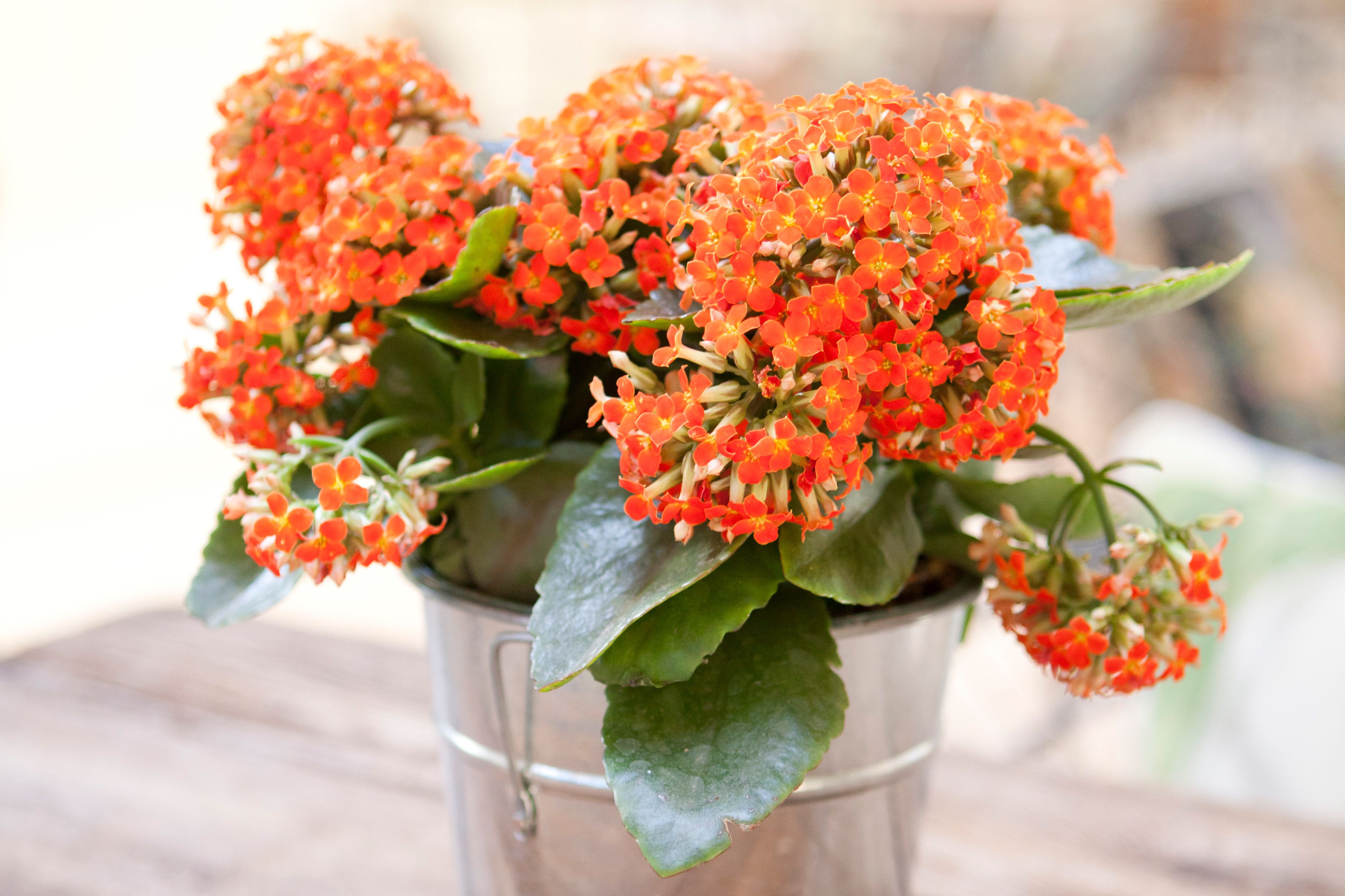 Growing Kalanchoe Plants Indoors