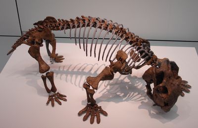 Pelycosaurs, Archosaurs, And Therapsids