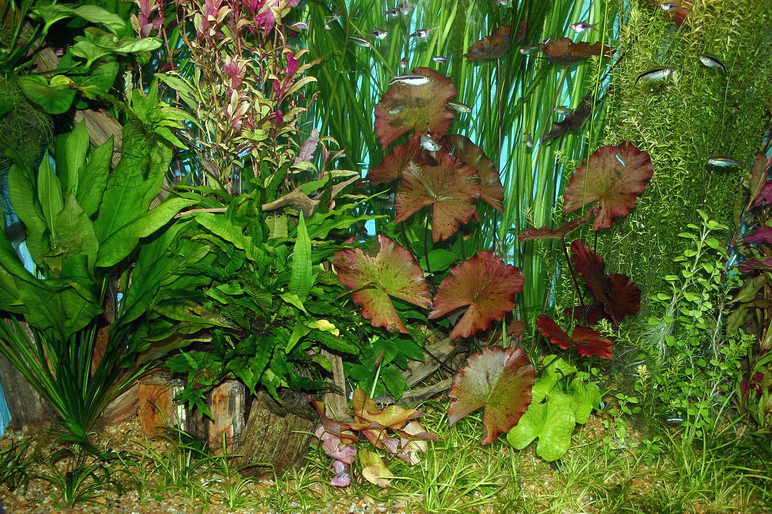 Live Plants in Aquariums are Essential to Aquariums