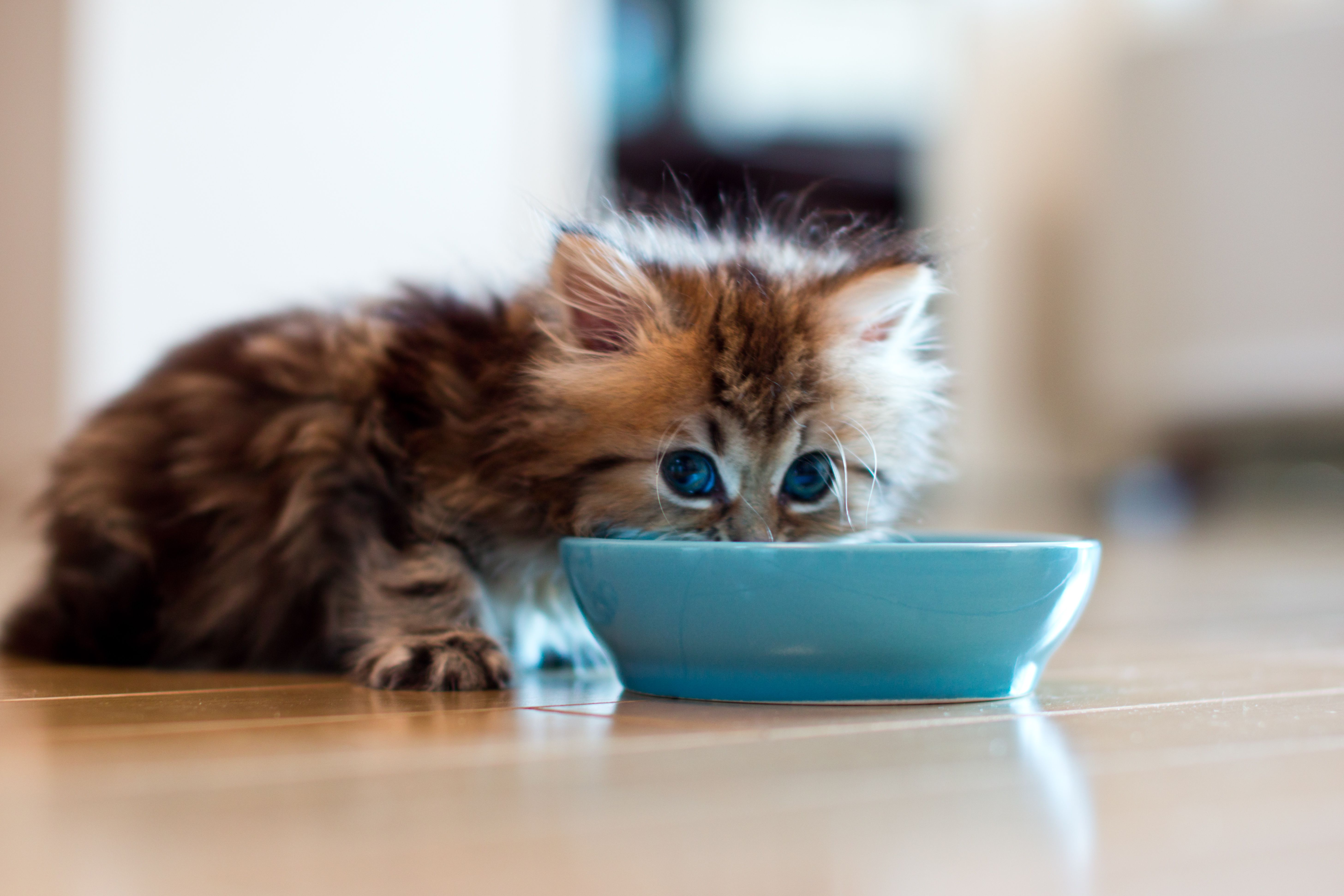 Importance Of Feeding Kitten Food To Kittens