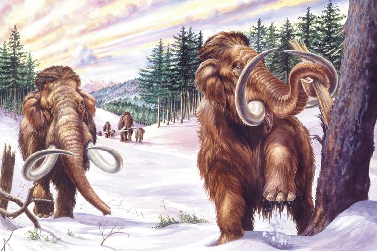 10 Facts About The Wild Woolly Mammoth