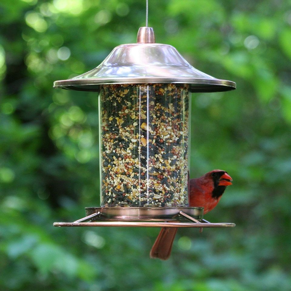 The 8 Best Bird Feeders to Buy in 2018