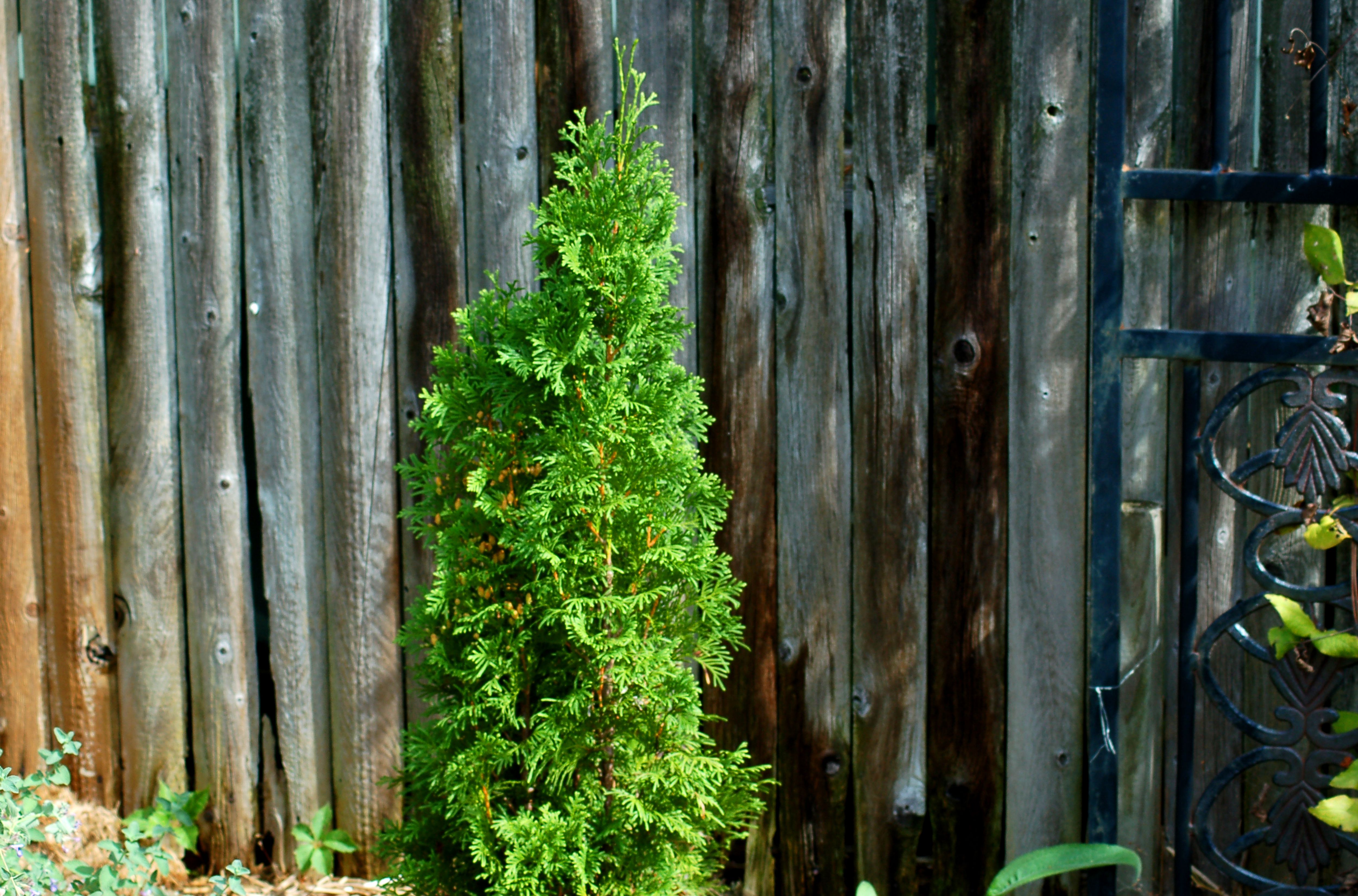 North Pole Arborvitae Good Street Tree Hedge Plant