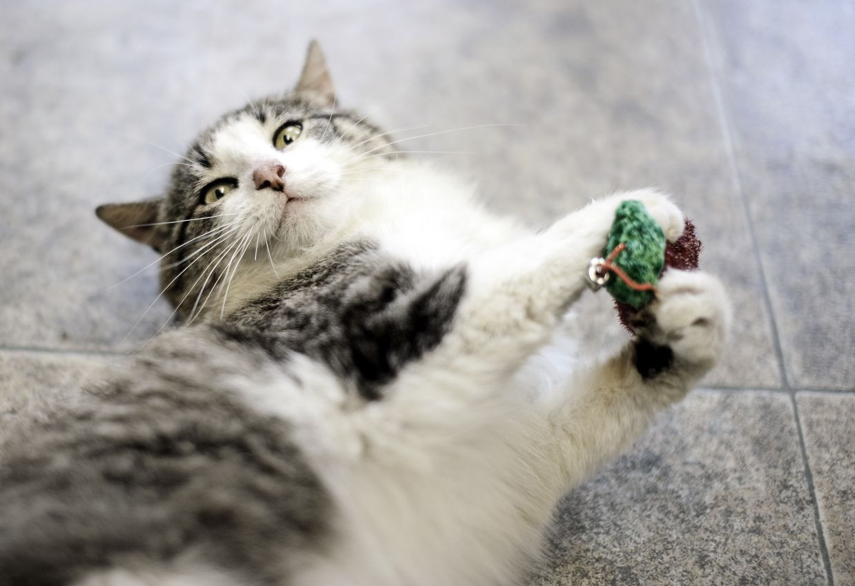 9-toys-to-keep-cats-happy-when-they-re-home-alone