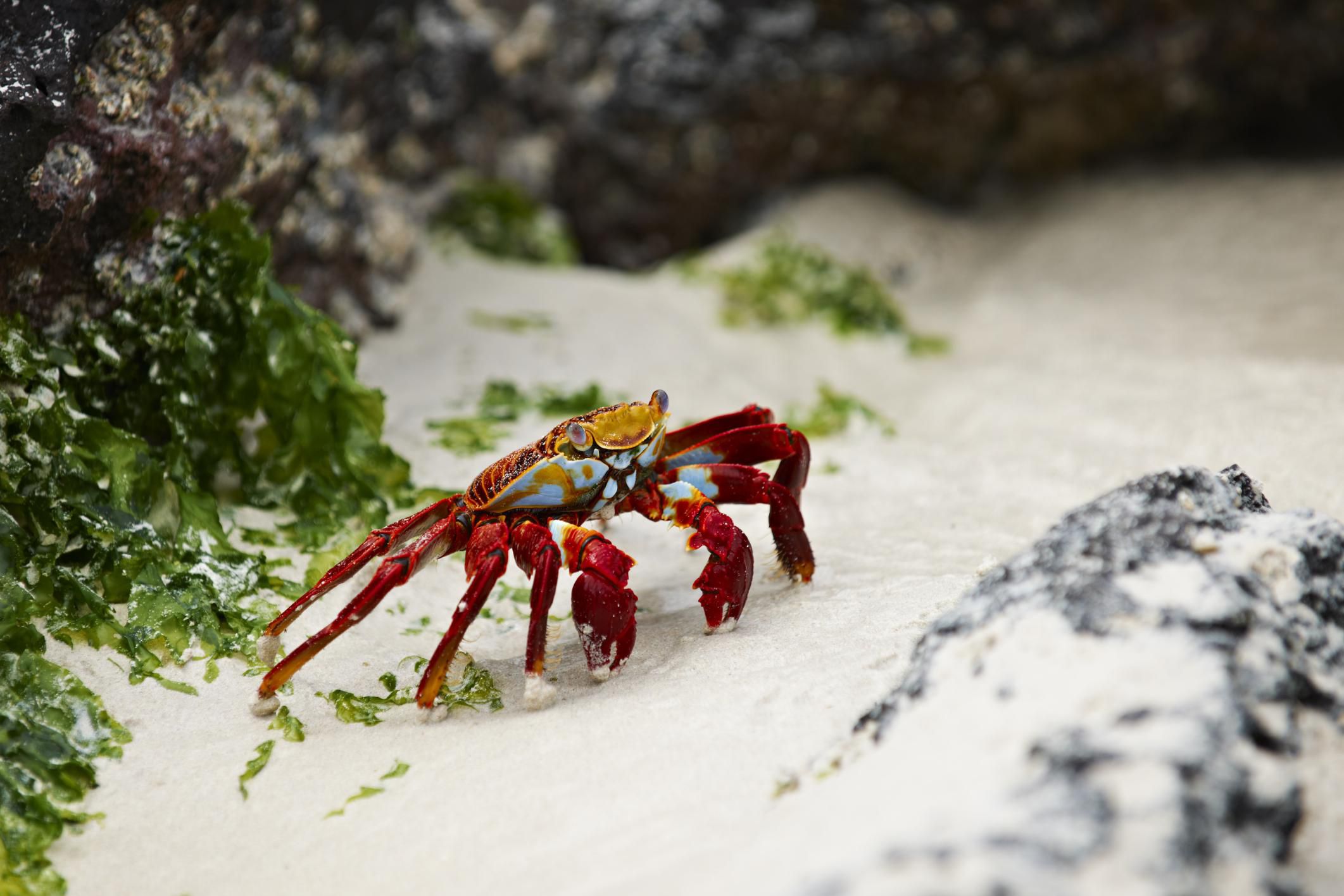 Crustacean Characteristics and Other Basic Facts