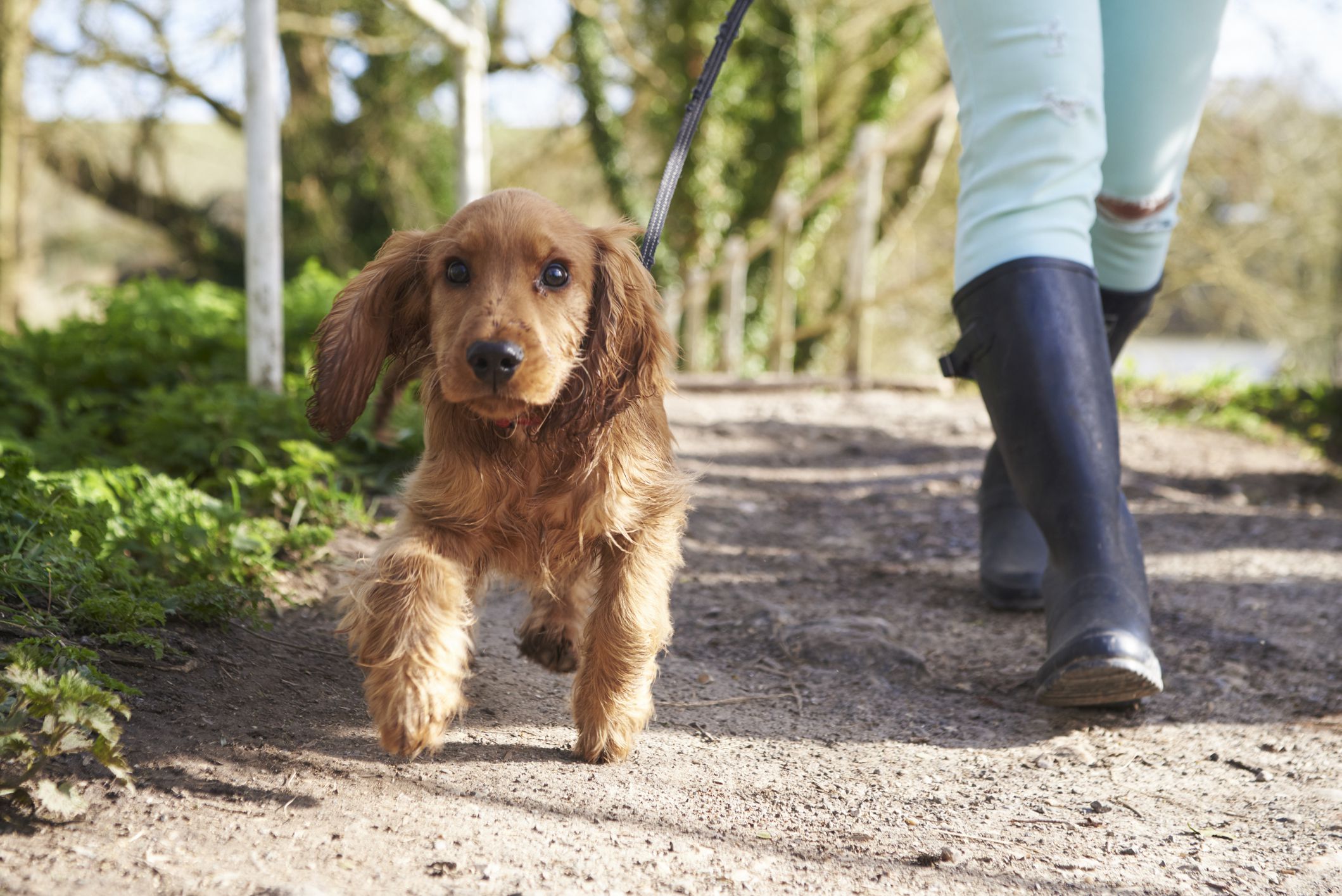 How To House Train Your Puppy - Using crates for your puppies for their house training comes with certain rules.