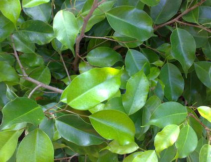 ficus benjamina benjamin leaves plant tree fig foglie leaf trees rubber indoors growing plants weeping gialle fiddle file majesty grow