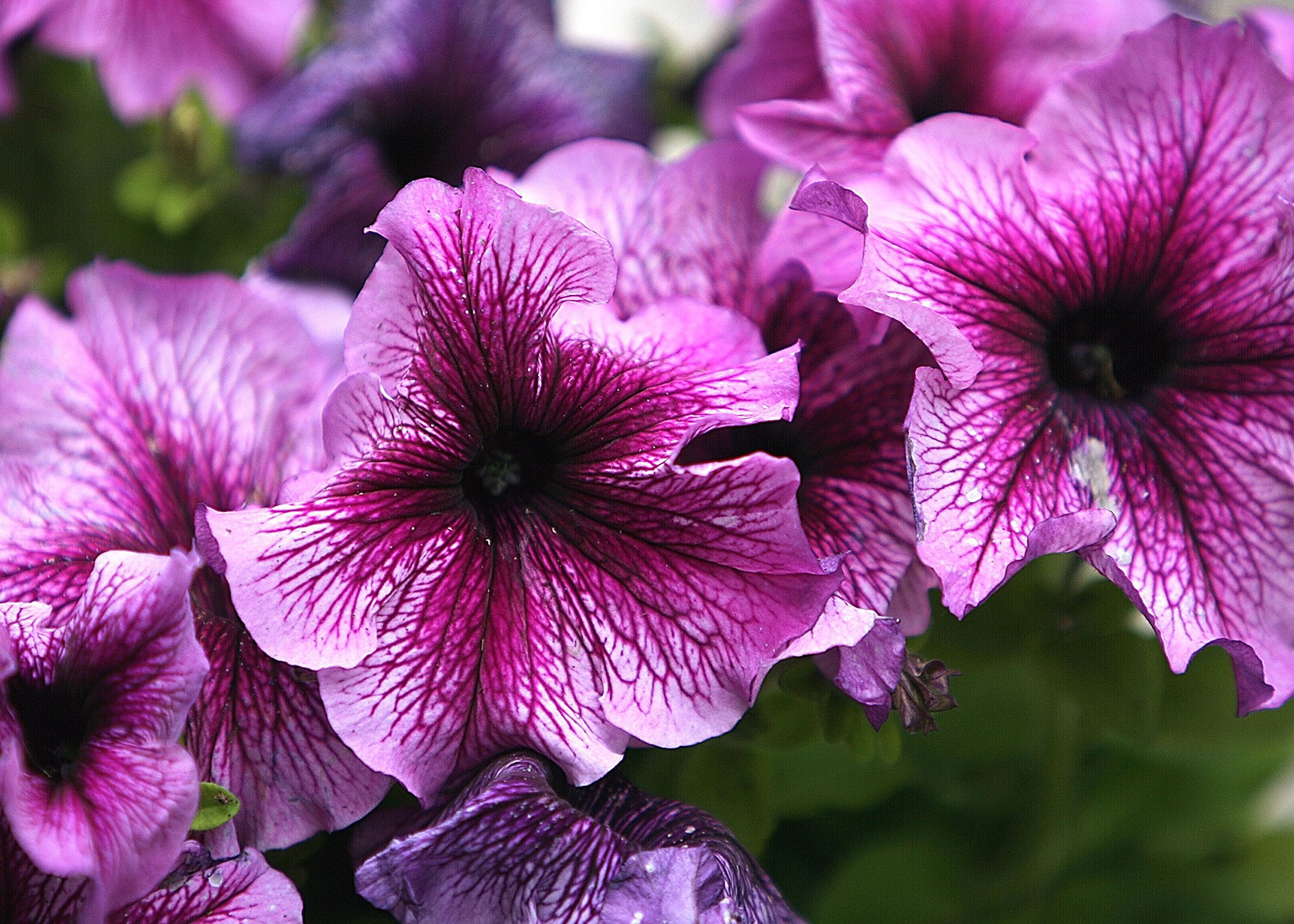 How to Grow Petunias That Will Bloom All Summer