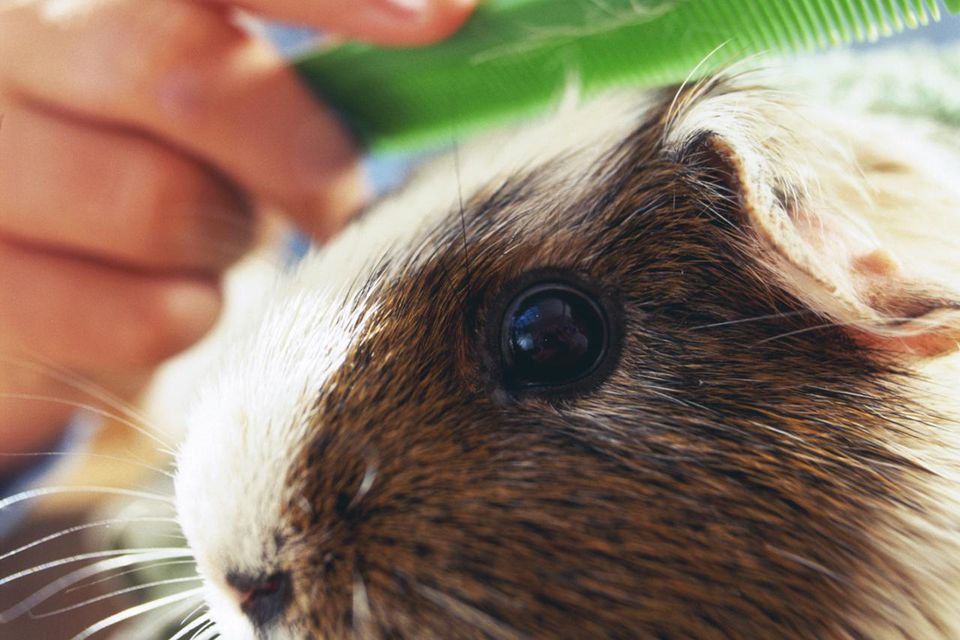 Guinea Pig Grooming and Nail Trims