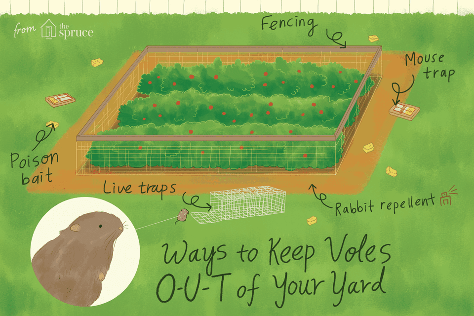 How To Keep Voles Out Of Yard
