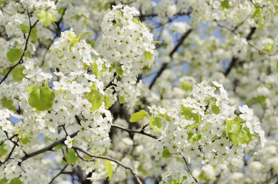 Care for Bradford Pear Trees: Solving Problems