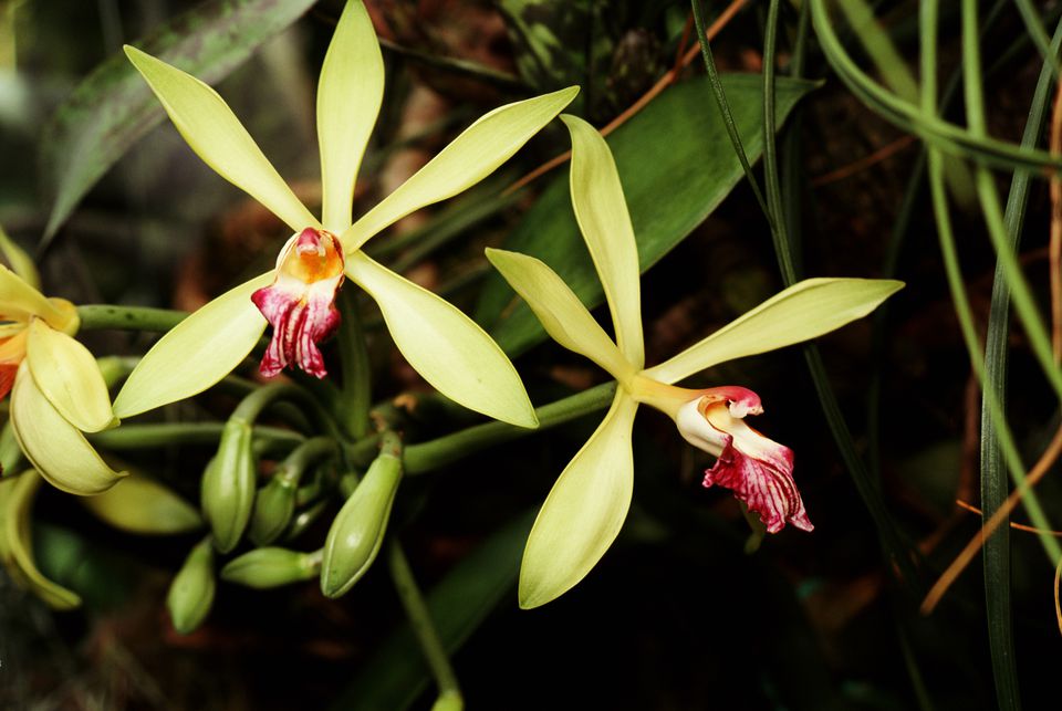 Vanilla Bean Orchid