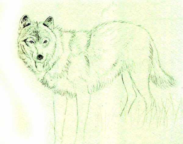 How to Draw a Wolf in Colored Pencil