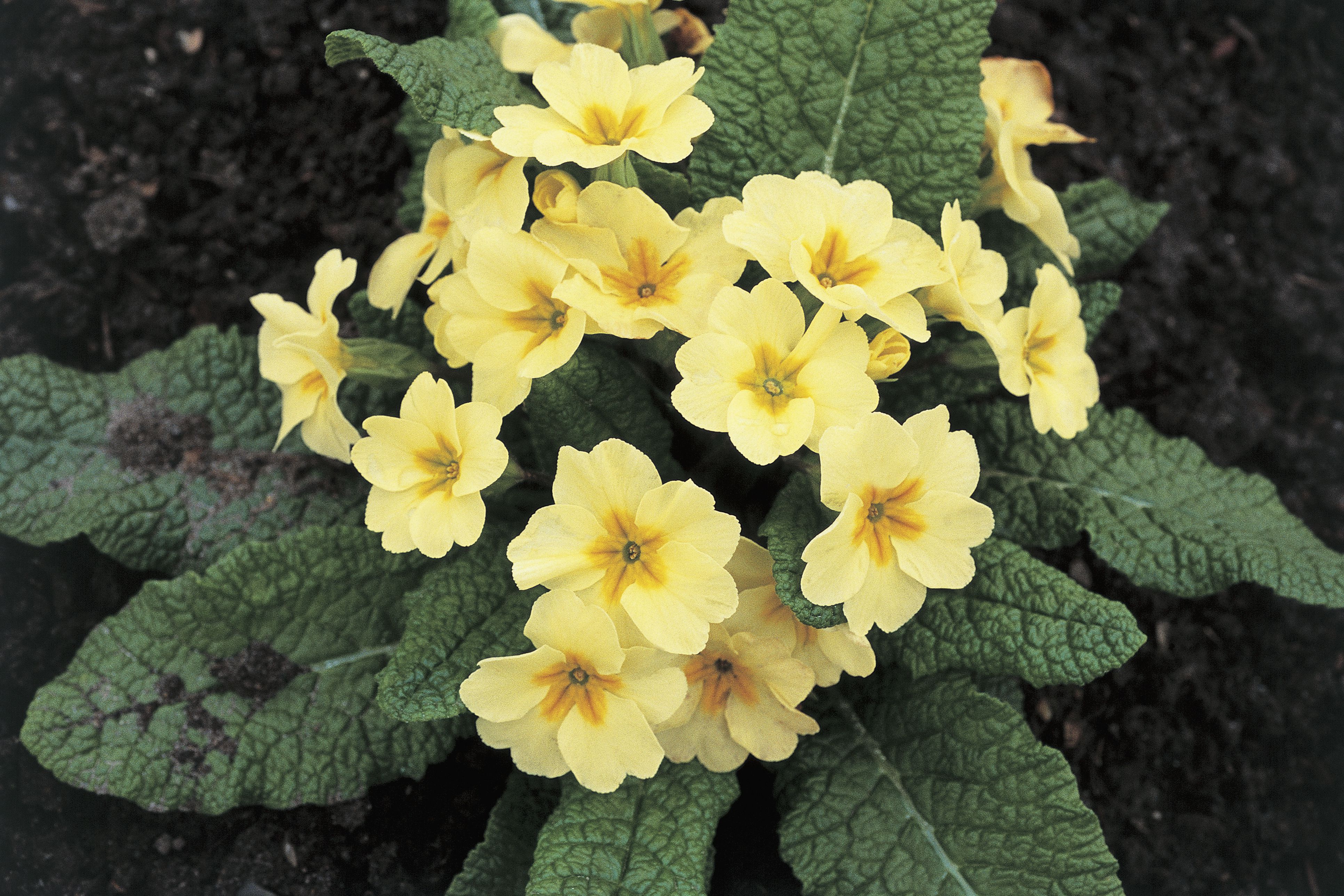 Growing Primrose Plants Indoors