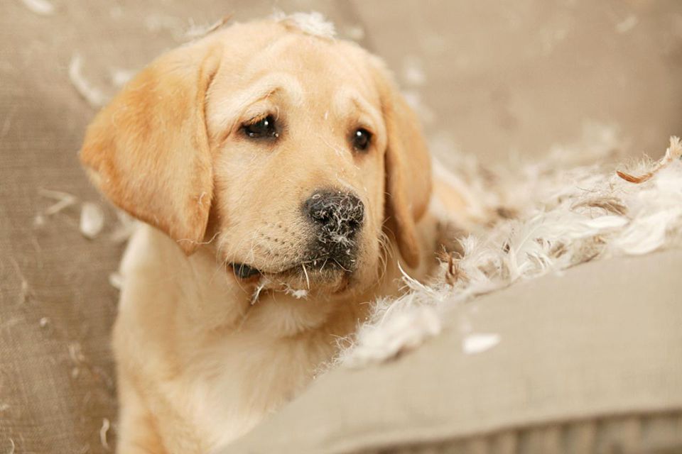 How to Prevent Destructive Puppy Behavior and Chewing