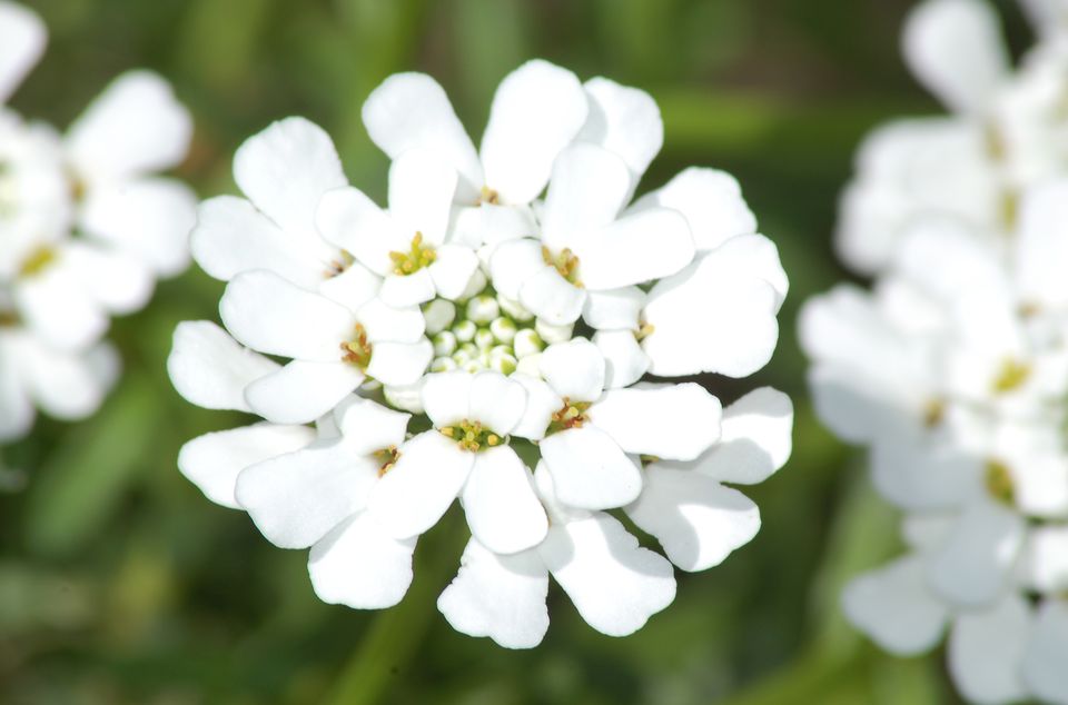 How to Grow and Care for Candytuft