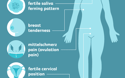 How Long Does Ovulation and Your Fertile Window Last?