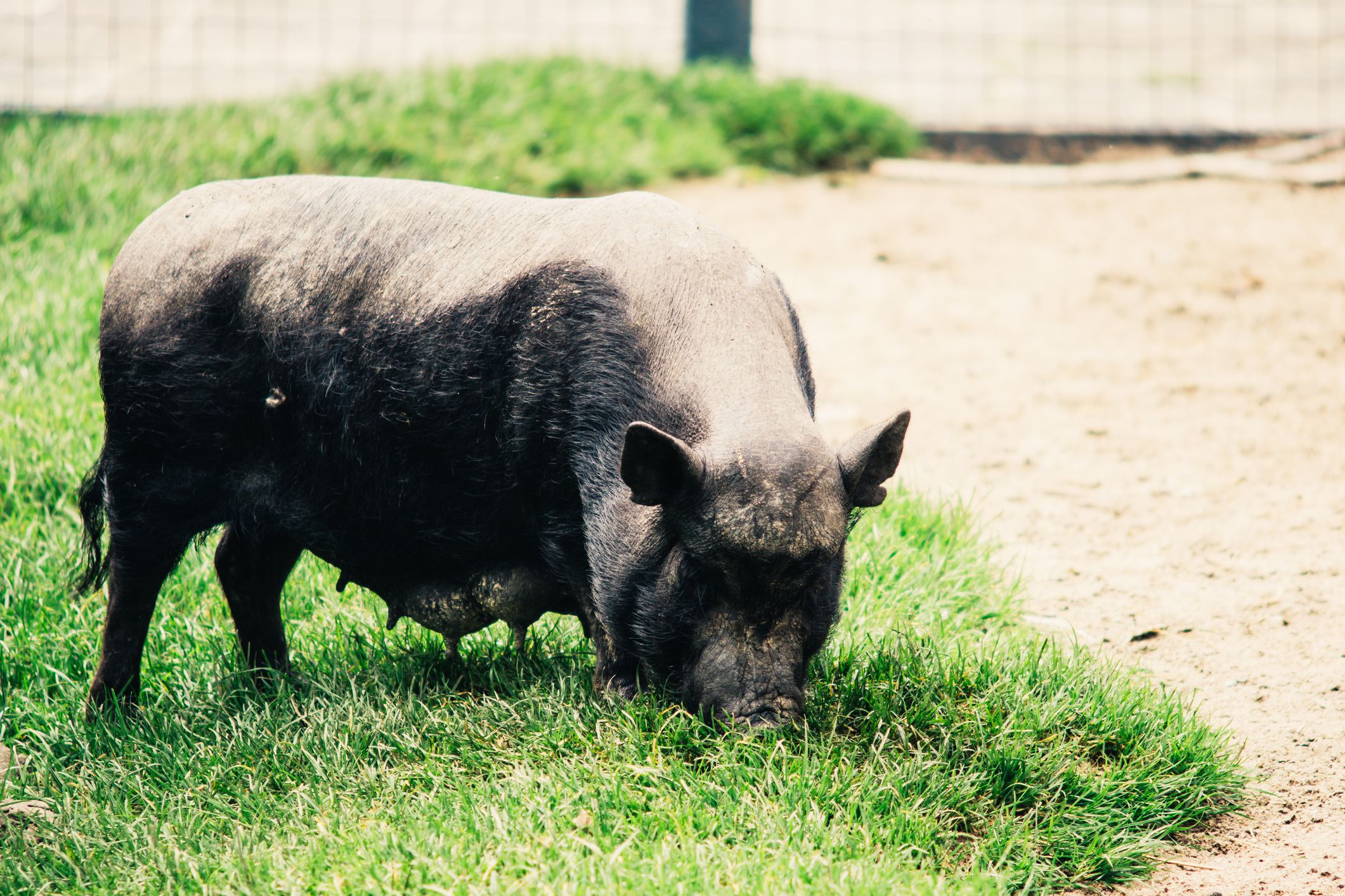 five-things-you-need-to-know-about-potbellied-pigs-east-el-paso