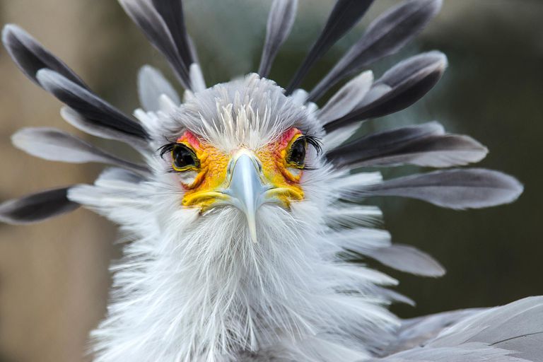 secretary-bird-sagittarius-serpentarius-the-animal-encyclopedia