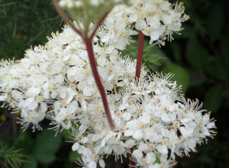 Top Native Plants for Your Michigan Garden
