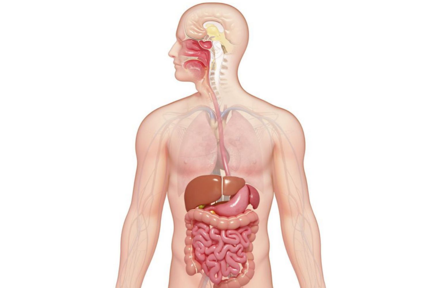 Digestive System Pictures 108