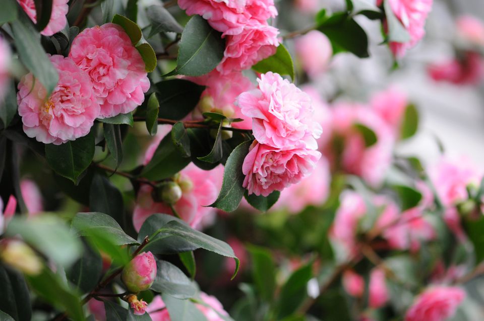 Camellia Flowers: A Classic Southern Shrub