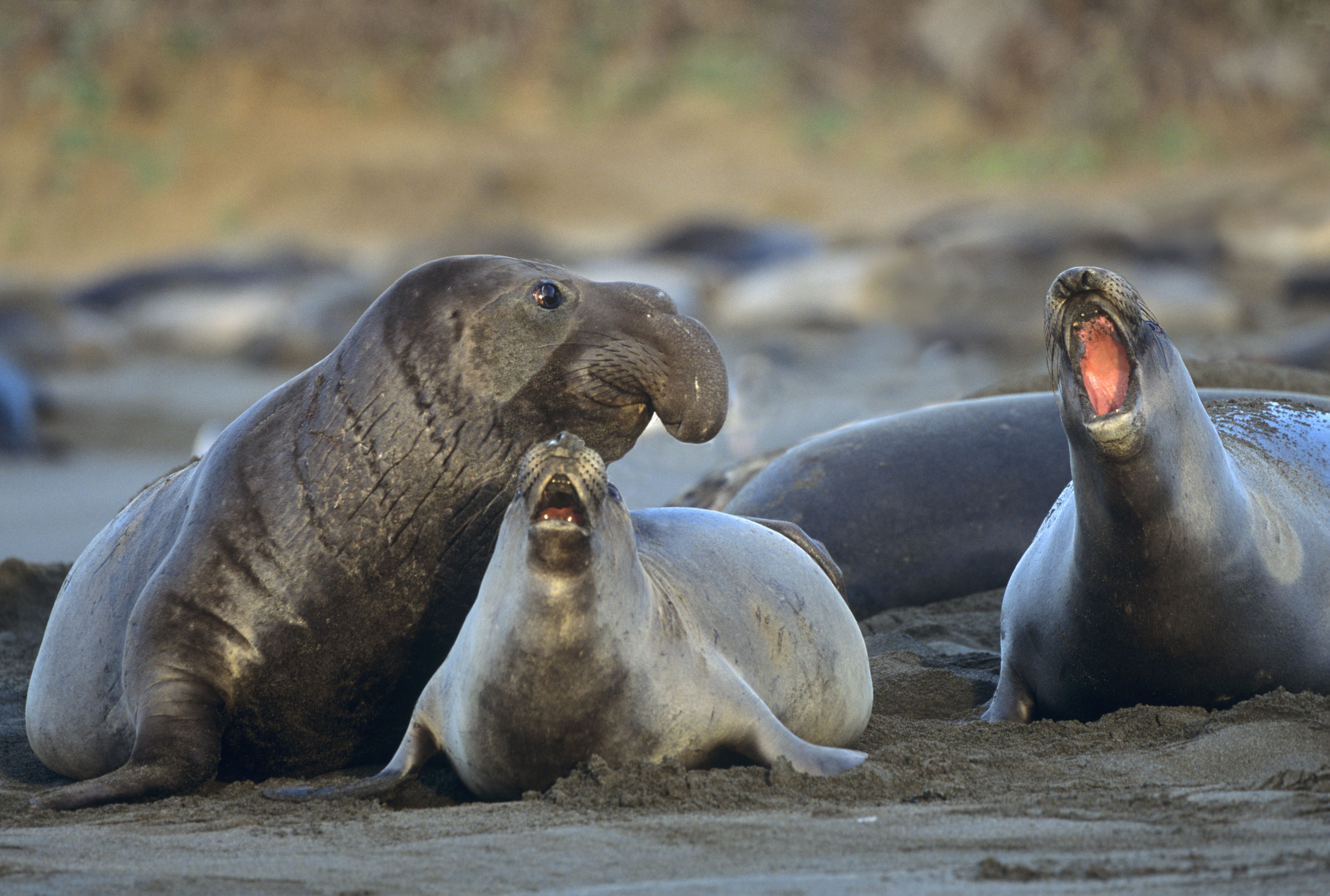 Ano Nuevo State Park: How You Can See the Elephant Seals