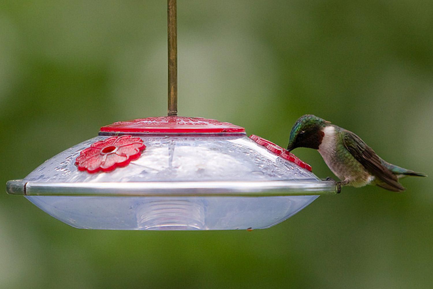 Easily Stop Hummingbird Feeder Leaks