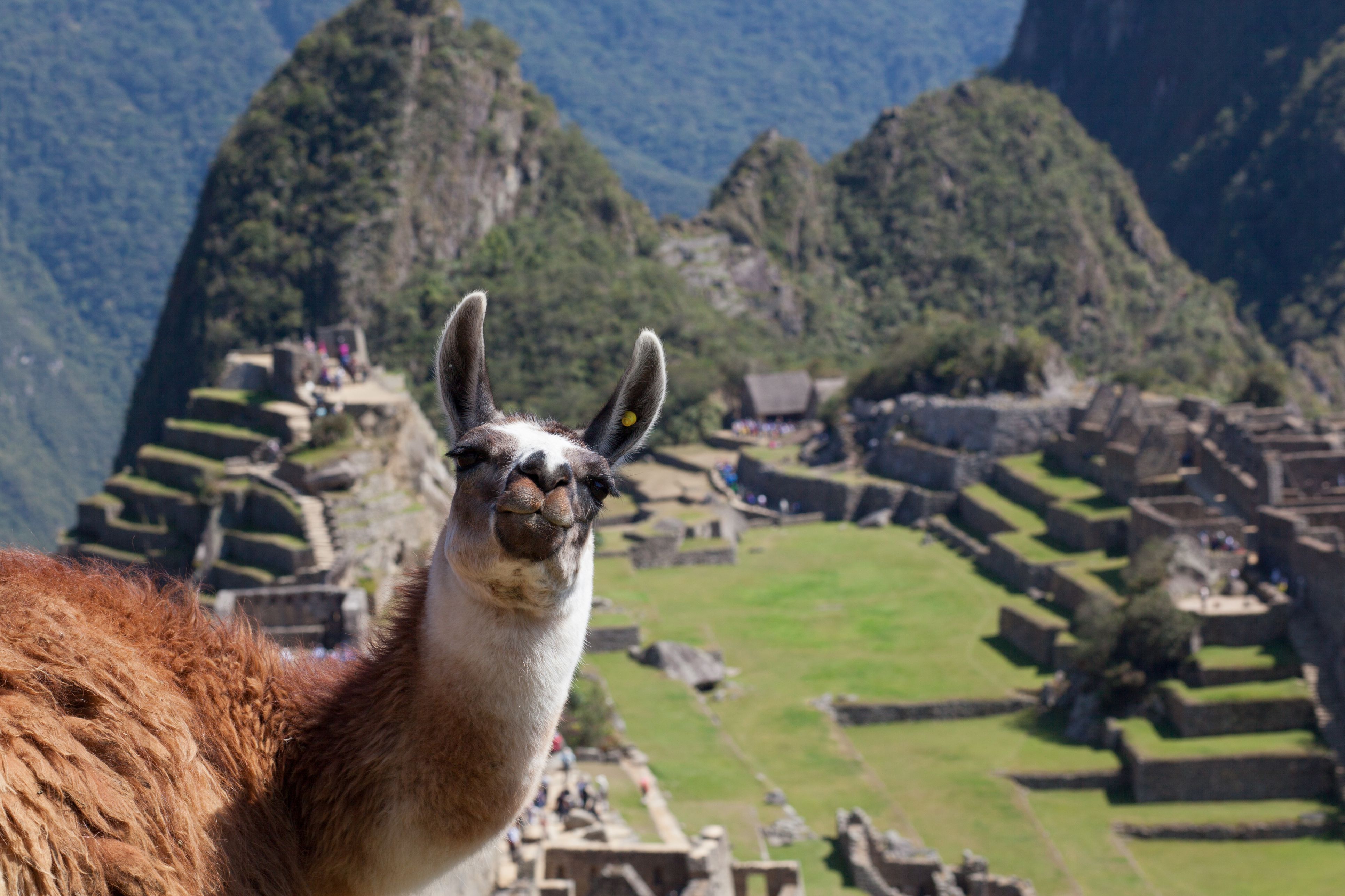 a-friendly-face-on-top-of-machu-picchu-5