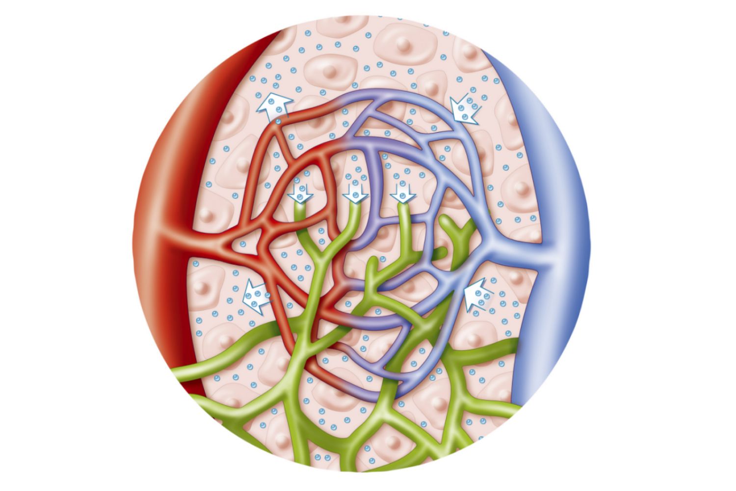 Lymphatic Vessels And Normal Blood Volume   Lymphatic Water Circulation 580527233df78cbc28c259b1 